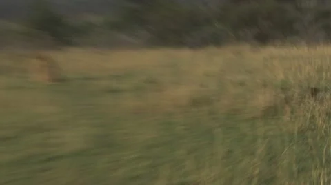 Bufallo and lion facing eachother, bufallo chasing lion away Stock Footage 12656588
