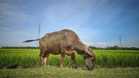 Bufallo in rice field Foto stock