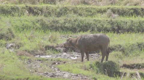 Bufalo in the rice fields Stock Footage 55263124