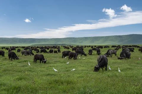 Bufalos in Ngorongoro Stock Photos