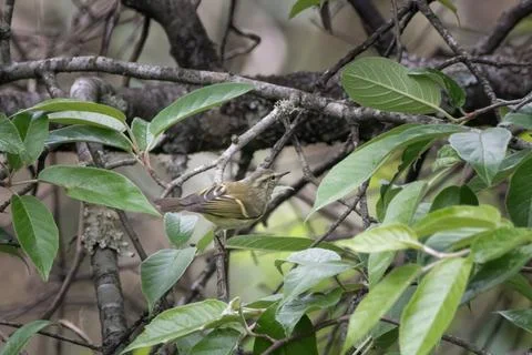 Buff-barred warbler or Phylloscopus pulcher, at Khonoma in Nagaland, India Stock Photos