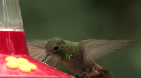 Buff-bellied Hummingbird EECU glittering green gorget, rufous tail, dark bill 스톡 동영상 22734036