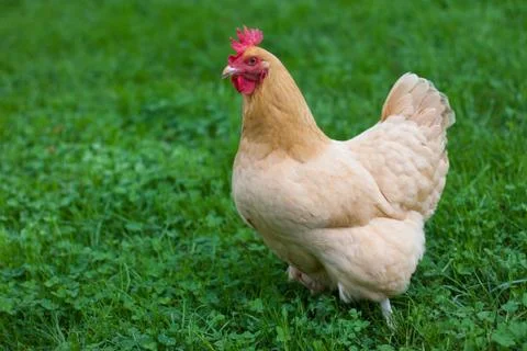 Buff hen in the green grass Stock Photos