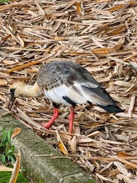 Buff necked Ibis Curicaca Foraging on the Forest Floor Foto stock