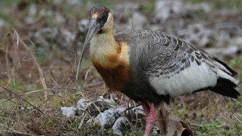 Buff-necked Ibis feeding Video stock 86209015