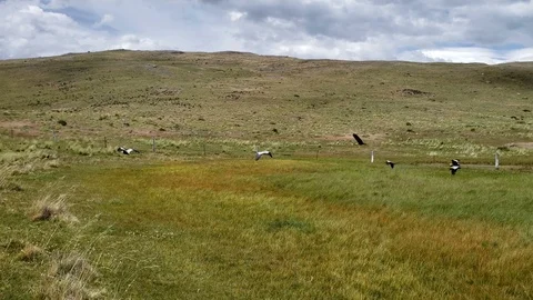 Buff-necked Ibis fly into meadow Stock Footage 100592281