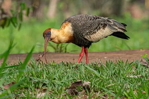 Buff necked Ibis Stock Photos