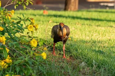 Buff necked Ibis Stock Photos