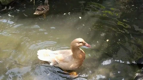 Buff Orpington duck on pond flapping wings. High angle. Stock Footage 109318715