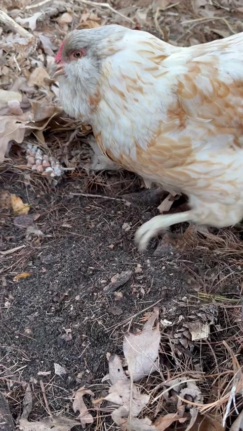 Buff Orpington Hen Gently Foraging in Fall Leaves Stock Footage 268369891