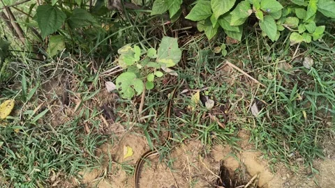 The buff striped keelback or Amphiesma stolatum snake. 動画素材 343098223