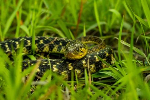 The buff striped keelback sitting rounded in the green grass hunting food Foto stock