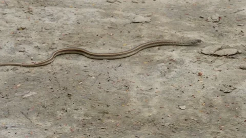 A Buff Striped Keelback snake or grass snake is crawling on the soil Stock Footage 314522201