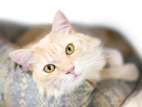 A buff tabby domestic medium haired cat relaxing in a cat bed Stock Photos