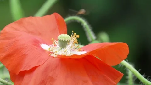 Buff tail bee (Bombus terrestris) pulls stamens from poppy Stock Footage 157878234