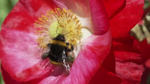 Buff tailed bee (Bombus terrestris)  collecting pollen from poppy Stock Footage 157878807