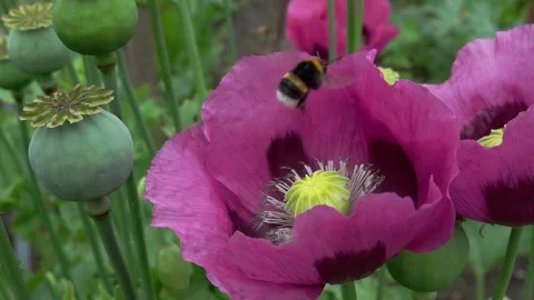 A buff-tailed bumble bee (Bombus terrestris) on an opium poppy, slow motion Video stock 337037755