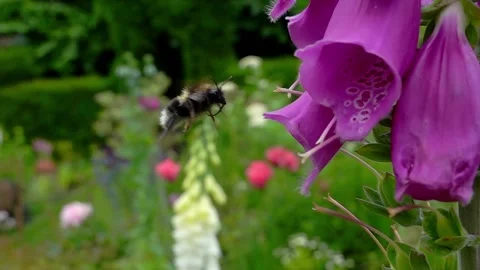 A buff-tailed bumble bee (Bombus terrestris) on an opium poppy, slow motion Video stock 337038080