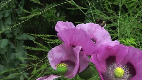 A buff-tailed bumble bee (Bombus terrestris) on an opium poppy, slow motion Video stock 337038315