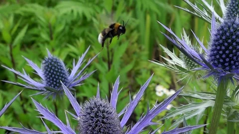 A buff-tailed bumble bee (Bombus terrestris) taking off, super slow motion Video stock 337038318