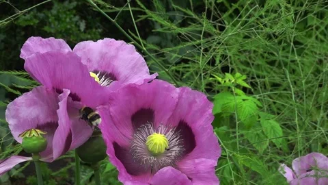 A buff-tailed bumble bee (Bombus terrestris) on an opium poppy, slow motion Video stock 337038399