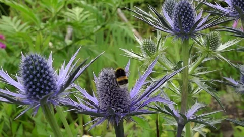 A buff-tailed bumble bee (Bombus terrestris) taking off, super slow motion Video stock 337038407