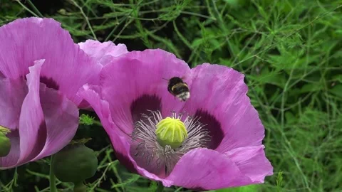 A buff-tailed bumble bee (Bombus terrestris) on an opium poppy, slow motion Video stock 337038415