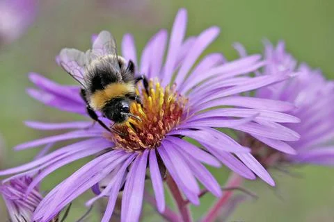  Buff tailed bumble bee Buff-tailed bumble bee (Bombus terrestris). Picard... Stock Photos