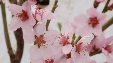 Buff tailed bumblebee Bombus terrestis taking nectar from apricot flowers Stock Footage 108075786