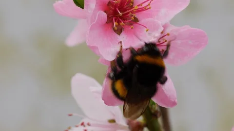 Buff tailed bumblebee Bombus terrestis taking nectar from peach flowers Stock Footage 108075799