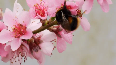 Buff tailed bumblebee Bombus terrestis taking nectar from peach blossom Stock Footage 108075809