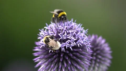 Buff-tailed bumblebee Bombus terrestris feeding nectar on flower Stock Footage 159067597