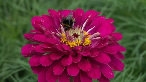Buff-tailed bumblebee Bombus terrestris feeding nectar on Zinnia flower Stock Footage 159073783