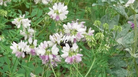 Buff-Tailed Bumblebee Bombus Terrestris Feeding Nectar On Flower 1 Video stock 169766553