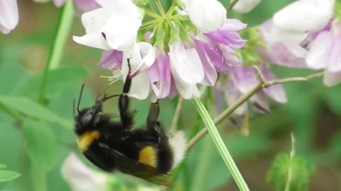 Buff-Tailed Bumblebee Bombus Terrestris Feeding Nectar On Flower Video stock 169766584