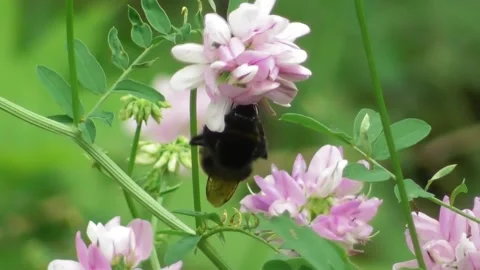 Buff-Tailed Bumblebee Bombus Terrestris Feeding Nectar On Flower 3 Video stock 169766616