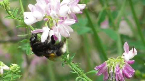 Buff-Tailed Bumblebee Bombus Terrestris Feeding Nectar On Flower 5 Video stock 169766617