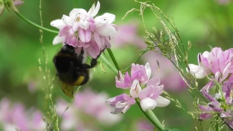 Buff-Tailed Bumblebee Bombus Terrestris Feeding Nectar On Flower 4 Video stock 169766624