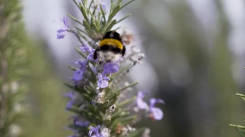 Buff-tailed bumblebee (Bombus terrestris), actively foraging on the purple .. Stock Footage 306247205