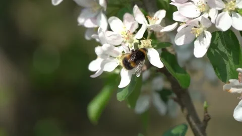 Buff-tailed bumblebee (Bombus terrestris) Stock Footage 309881235