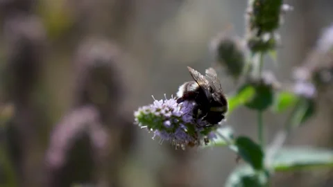 Buff-tailed bumblebee (Bombus terrestris), actively foraging on the purple .. Stock Footage 315452604