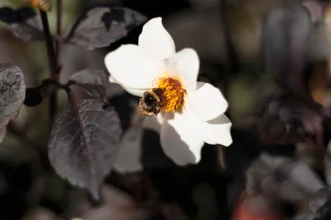 Buff-tailed bumblebee (Bombus terrestris) on a white flower Stock Photos