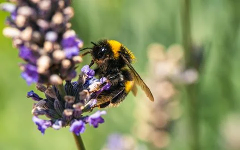 Buff tailed Bumblebee Bombus terrestris on lavender flowers Stock Photos