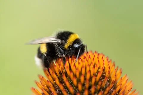 Buff tailed bumblebee Bombus terrestris feeds on purple coneflower head Stock-Fotos