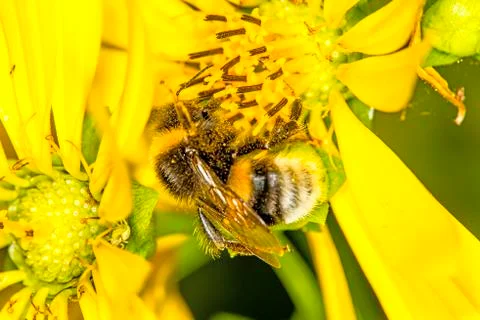 Buff-tailed bumblebee on compass flower Stock Photos