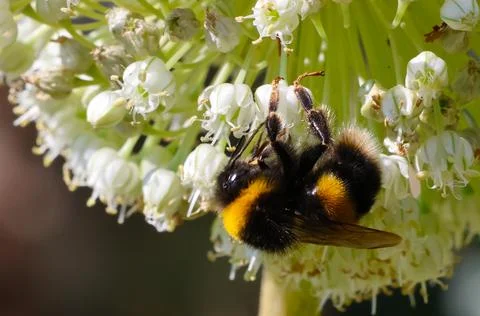 Buff-tailed bumblebee feeding on nectar on leek flowers Stock Photos