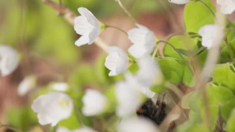 Buff-tailed bumblebee flying between wood sorrel, macro. 4K 60fps. Stock Footage 334365283