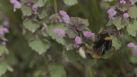 Buff-tailed bumblebee gathering nectar from purple archangel flowers in the Stock Footage 276760351