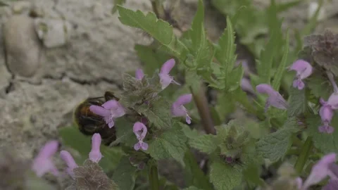 Buff-tailed bumblebee gathering nectar from purple dead-nettle flowers in the Stock Footage 276760358
