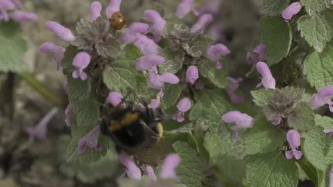 Buff-tailed bumblebee gathering nectar from purple archangel flowers in the Stock Footage 276760368